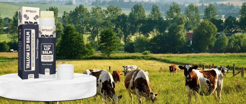 grass fed organic beef pure bison tallow honey beeswax lip balm chapstick salve lip lips care