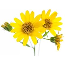 Arnica Oil