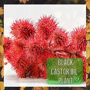 Hot Castor Oil Plant