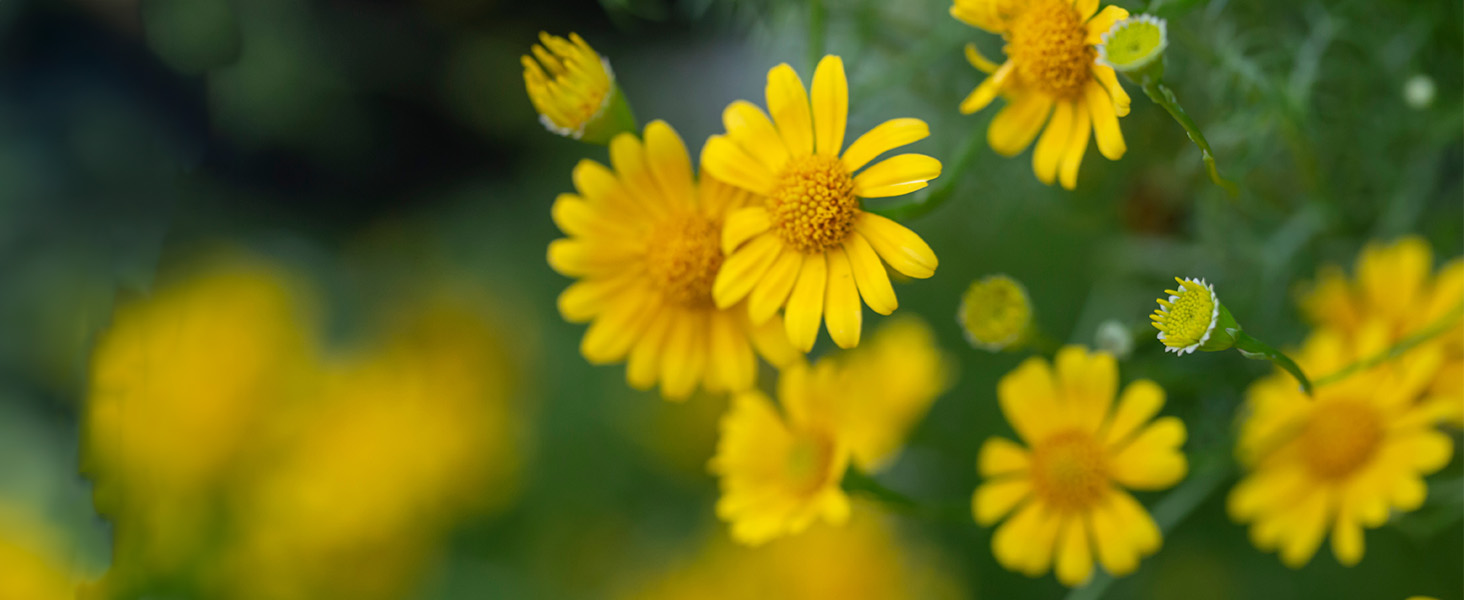 arnica