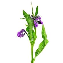 Comfrey Oil