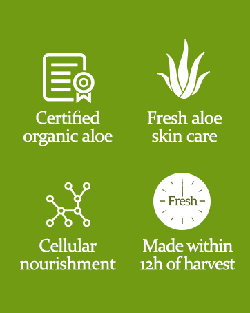 aloe vera