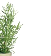 Modern Sprout Mason Garden Jar - Self-Watering Hydroponics Growing System Kit with Organic Herb S...