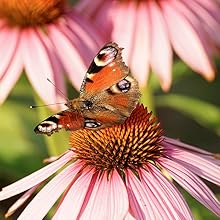 Echinacea