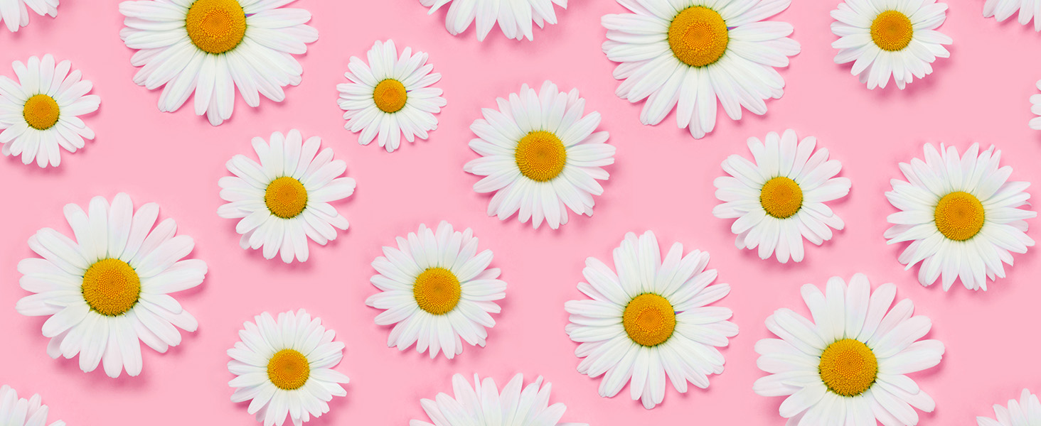 chamomile