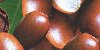 Shea Butter