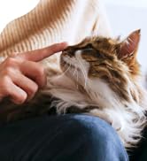 BestLife4Pets Oral Health for Cats - Cat Dental Care Supplement Anti inflammatory Pain Relief for...