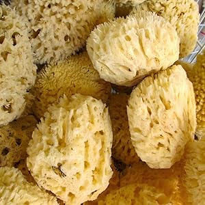 sponges sponge natural 100 harvested gulf of mexico renewable resource  yellow sea silk facial spa 