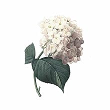 Hydrangea