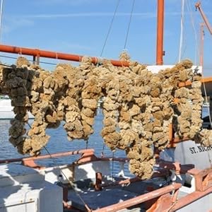 sponge boat