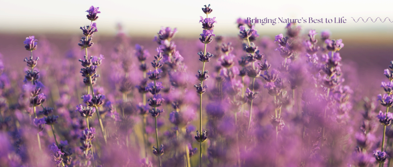 Essential oils, Carrier oils, Skincare, Haircare, Diffuser, Aromatherapy, Massage, Bodycare