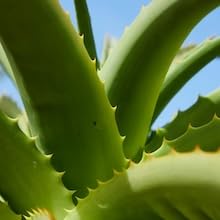 certified organic aloe vera