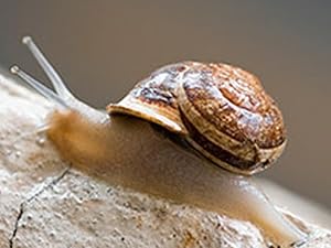 Snail Mucin