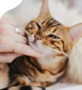 Mange Treatment for Cats - Natural Ear Mite Treatment & Cat Itchy Skin Relief; Helps with Feline ...