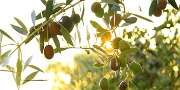 olive tree and leaves