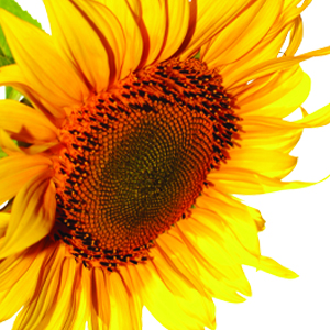 Sunflower - Vitamin E
