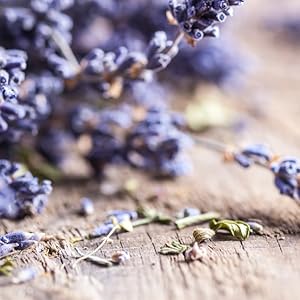 lavender