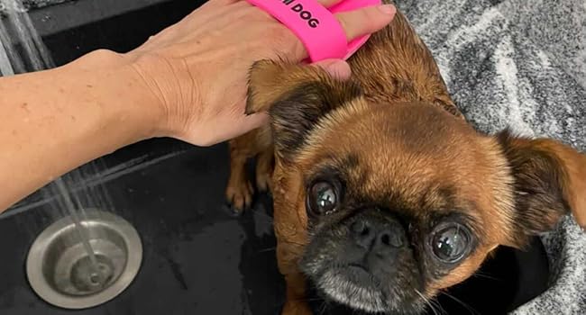 small dog with bath brush