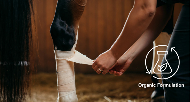 image of horses leg being bandages