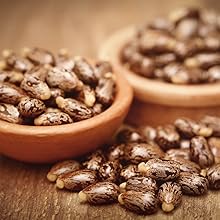 Black Jamaican Castor Oil Seed