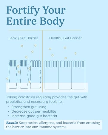 How Colostrum Supports Your Gut Barrier