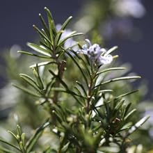 Rosemary
