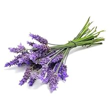 Lavender Oil