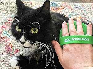 cat with bath brush