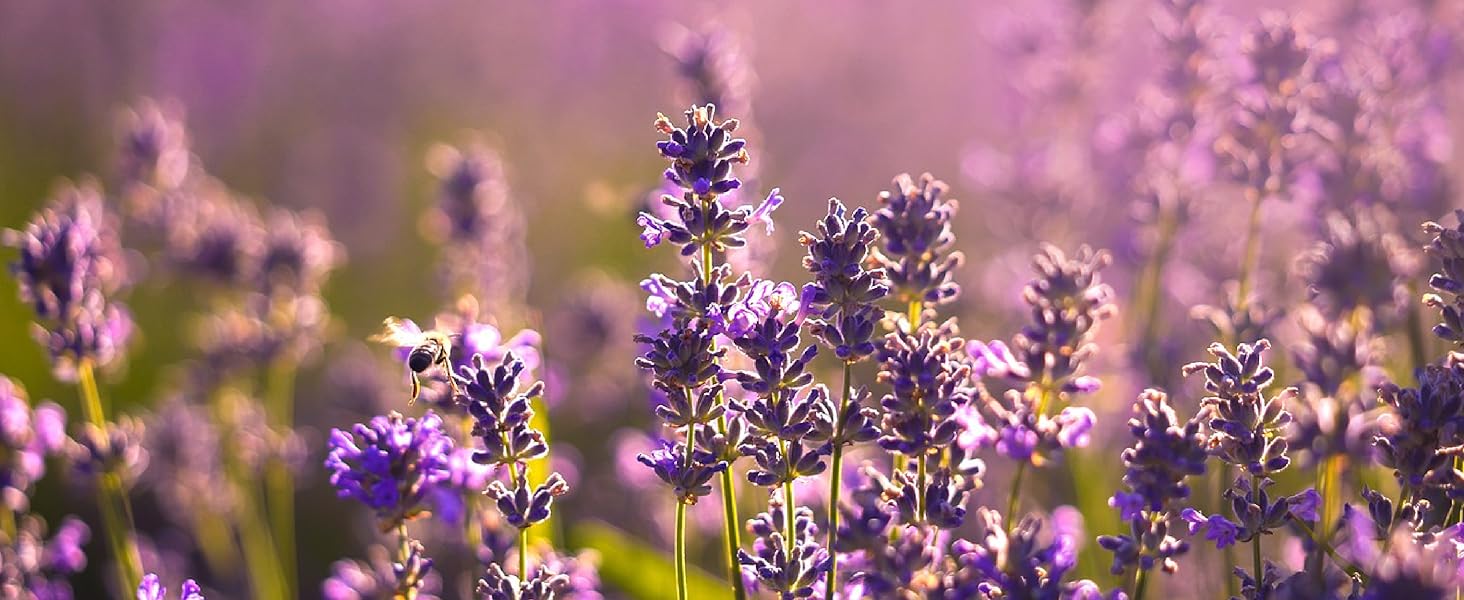 lavender pic
