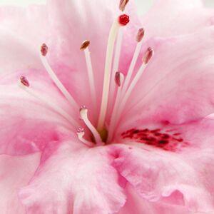 Andalou Naturals 1000 Roses Rose Stem Cells