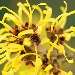 WITCH HAZEL