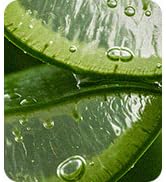 Mild & Moisture Aloe Vera Gel