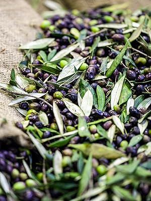 Olive farm
