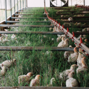 Chickens in a field