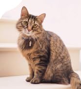 Weight & Thyroid Support for Dogs and Cats - Natural Solution for Hunger Control, Metabolism Supp...