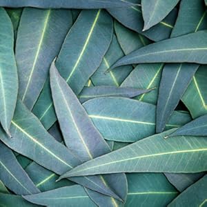 eucalyptus extract essential oil