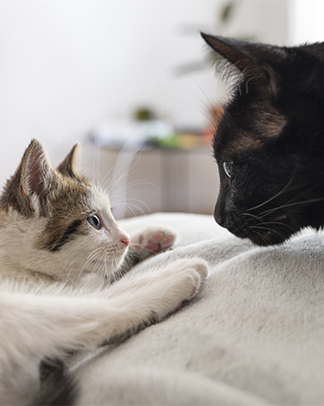 cat supplements