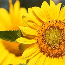 Sunflower Oil Benefits