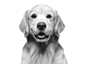 medicated dog shampoo allergen reducing dog shampoo tear free dog shampoo anti itch shampoo