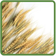 Wheatgerm Oil