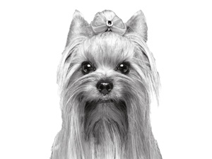 coat defense dog shampoo shedding control best dog shampoo for smell dog shampoo itchy relief