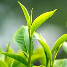 Tea Tree Oil Benefits