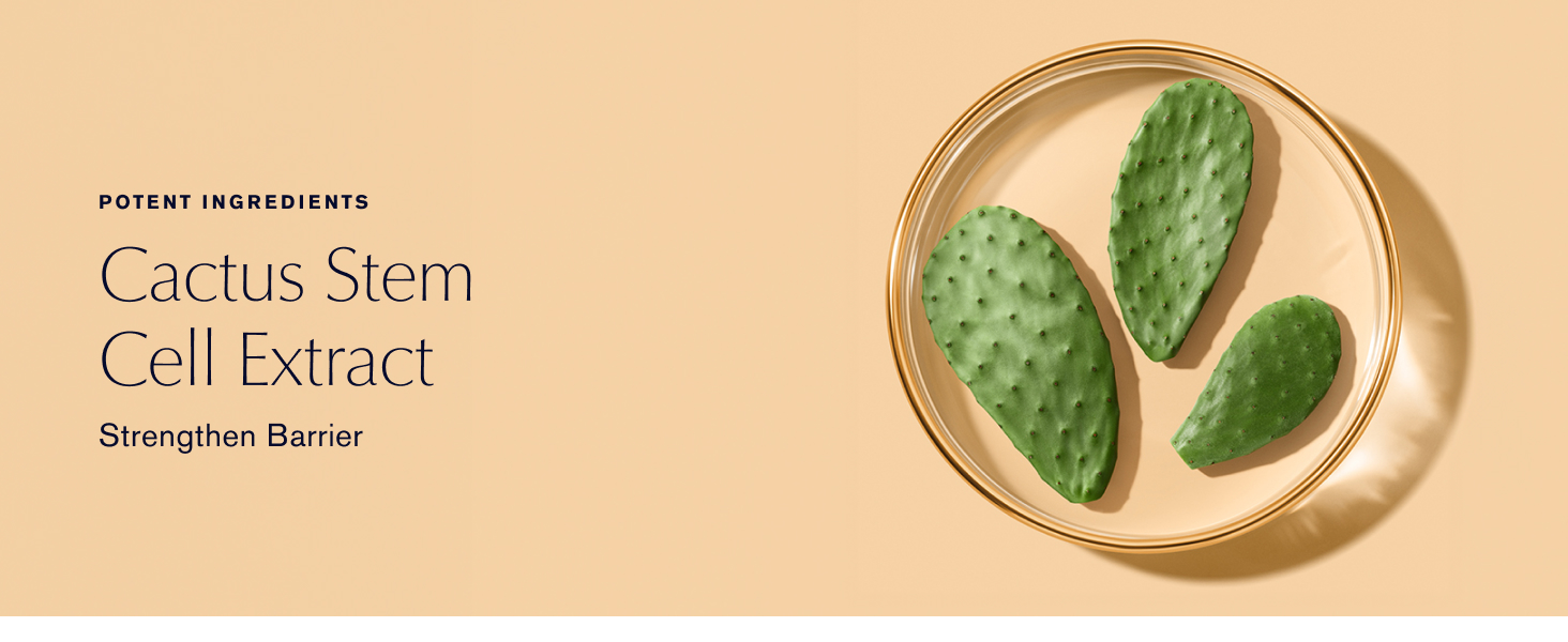 Cactus Stem