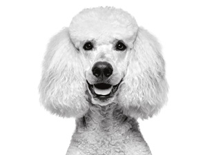 dog shedding shampoo pitbull shampoo dog shampoo for smelly dogs anti itch shampoo