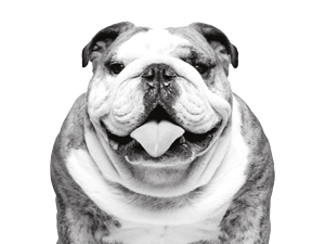 best dog shampoo for smell medicated dog shampoo coat defense dog shampoo shedding control