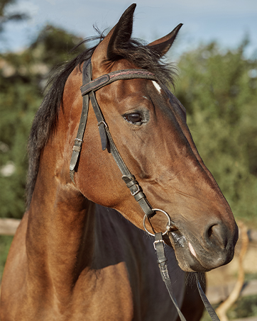 horse shampoo