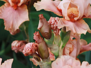 Key Note: Pink Orris