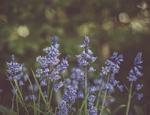 lavander