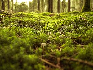 moss