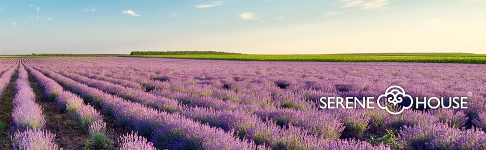 serenehouse, lavender, essential, scent, aroma